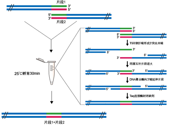 Gibson无缝克隆试剂盒