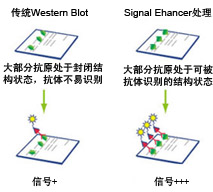 Western Blot信号增强剂原理