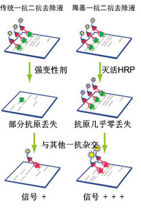 Western一抗二抗去除液原理图 Western一抗二抗去除液原理图