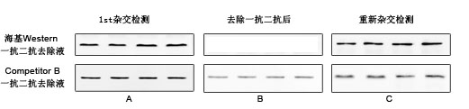 Western一抗二抗去除液效果比较图 Western一抗二抗去除液效果比较图