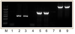 super taq dna 聚合酶 super taq dna 聚合酶