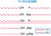 T4 RNA连接酶I T4 RNA连接酶I