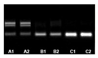 microRNA提取试剂盒 microRNA提取试剂盒