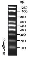 100bp dna marker 100bp dna marker
