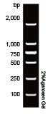 dna marker 2000