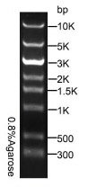 DL10000 dna marker