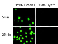 EB替代物-safe dye loading buffer EB替代物-safe dye loading buffer