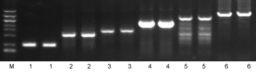 taq PCR Mix taq PCR Mix