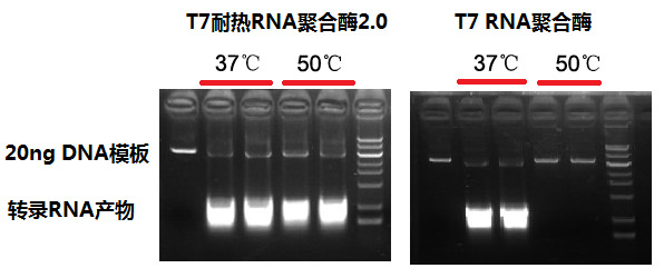 T7耐热RNA聚合酶