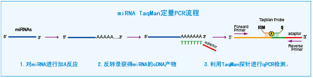 taqMan microRNAPCR