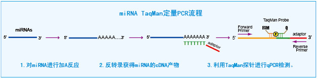 taqMan microRNA定量PCR检测