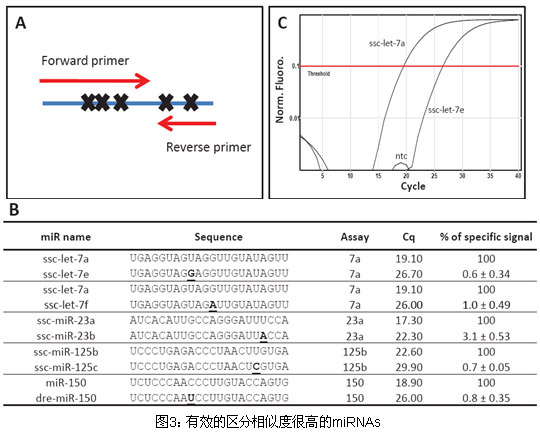 miRNAӫⶨPCRԼ