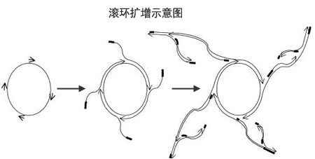 滚环扩增