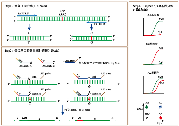 SNP基因分型试剂盒