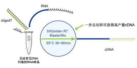 一步法cdna反转录试剂盒