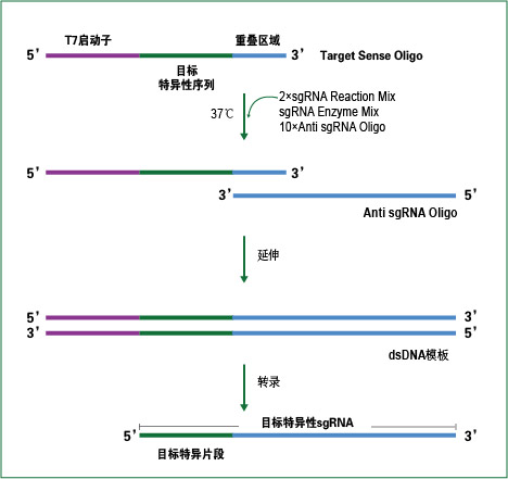 sgRNA体外合成