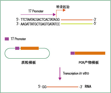 T7߲RNAϳԼ