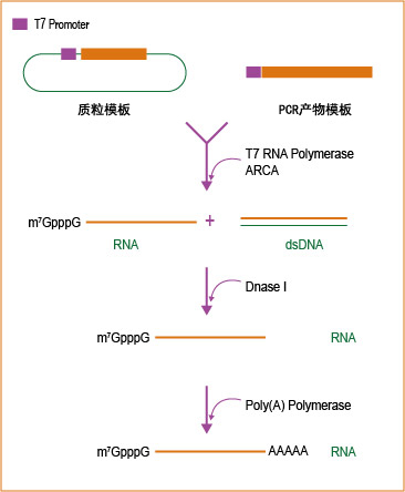 T7 ARCA加帽加尾 mRNA合成试剂盒