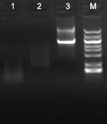 exonuclease III