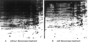 benzonase核酸酶增加2D电泳的分辨率