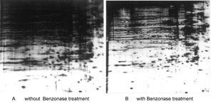 benzonase核酸酶增加2D电泳的分辨率