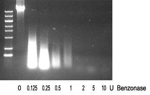 benzonase核酸酶消化DNA