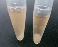 Benzonase核酸酶降解基因组DNA