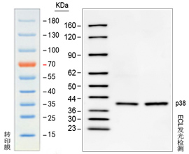 预染发光western blot marker