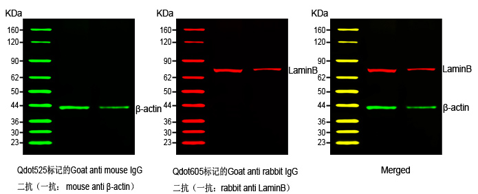 预染发光western blot marker