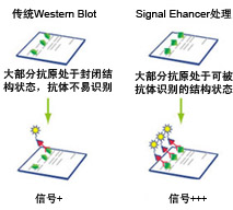 Western Blotźǿԭ