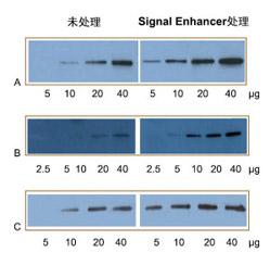 Western Blot信号增强剂