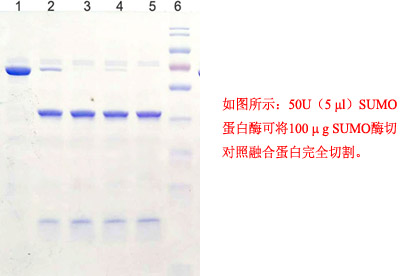 sumo蛋白酶