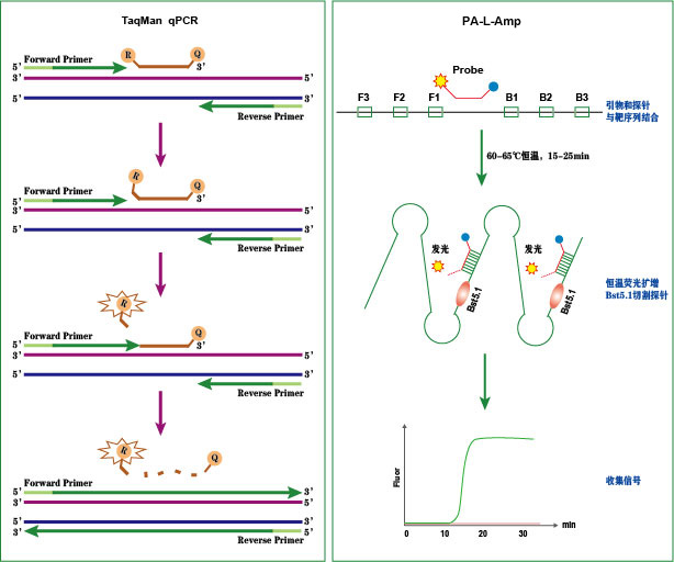 LAMP TaqMan 扩增试剂盒