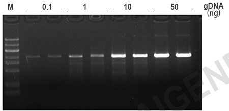 KOD PCR Mix