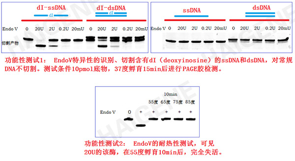 核酸内切酶V 核酸内切酶V