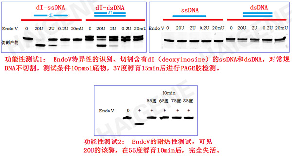 核酸内切酶V