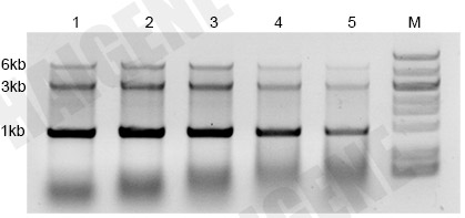 耐热反转录酶 耐热反转录酶