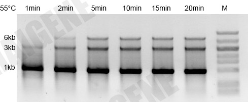 耐热反转录酶 耐热反转录酶