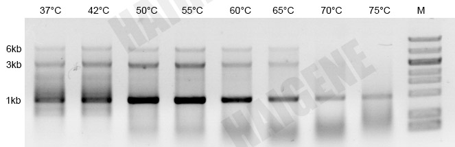 耐热反转录酶 耐热反转录酶