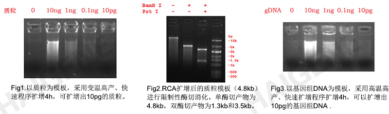 RCA滚环扩增试剂盒