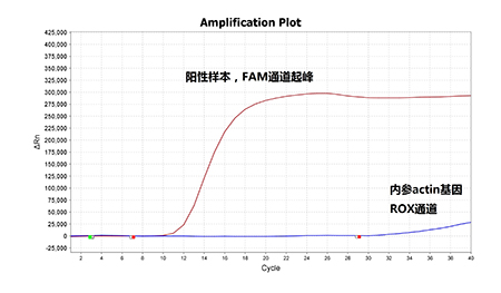 非洲猪瘟核酸检测试剂盒