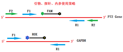 超敏双重非洲猪瘟巢式荧光PCR检测试剂盒设计策略