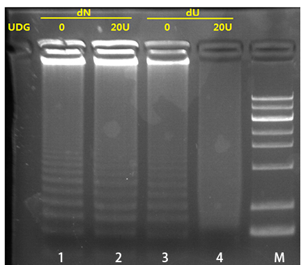 Bst dU5.0 DNA聚合酶
