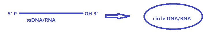 单链DNA/RNA环化酶工作原理图