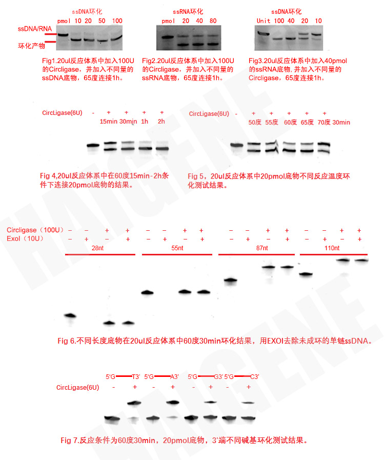 ssDNA环化连接酶 ssDNA环化连接酶