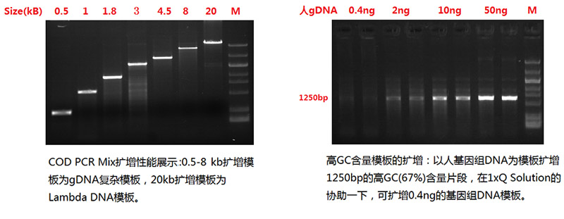 全能型PCR Mix 全能型PCR Mix