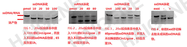 ssDNA环化连接酶