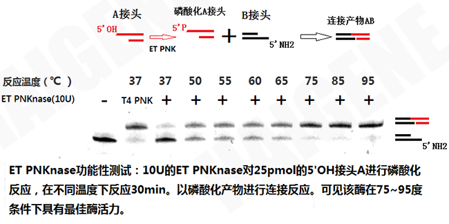 极耐热多聚核苷酸激酶(PNK) 极耐热多聚核苷酸激酶(PNK)