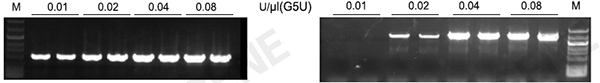 G5U高保真DNA聚合酶 G5U高保真DNA聚合酶