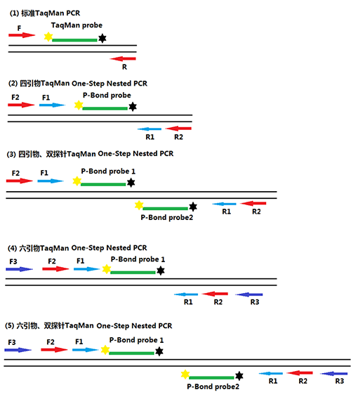 一步法巢式Taqman qPCR 探针设计策略